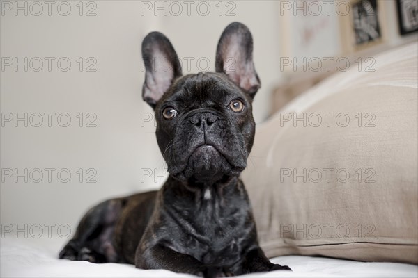 Close up pretty little french bulldog