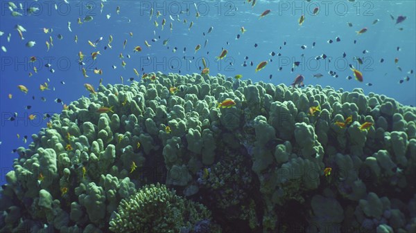 Hard corals colony Porites