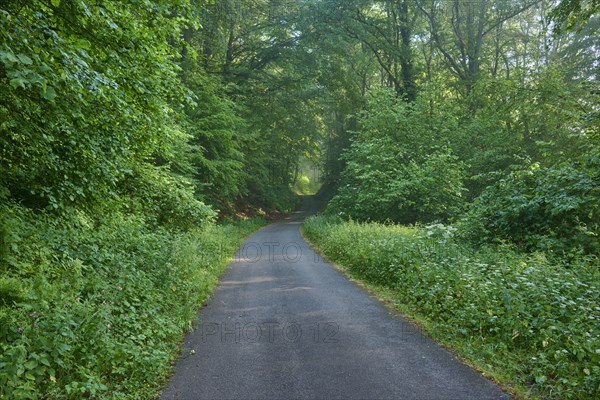 Forest path