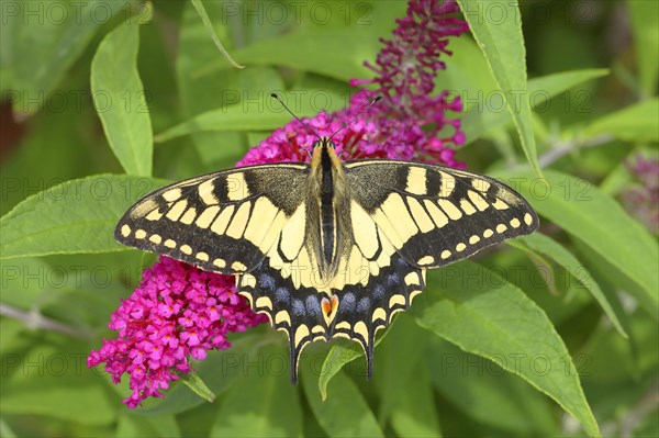 Swallowtail