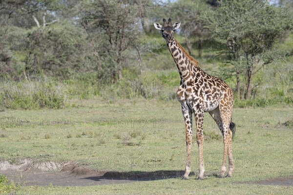 Masai giraffe