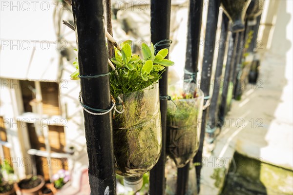 A plant in a plastic bottle on a stair railing in Brighton