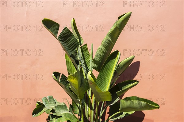 Banana tree in front of a wall