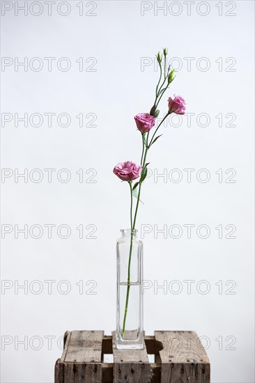 Pink flowering rose against a white background