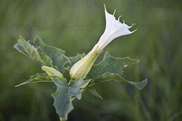 (Datura stramonium) flower, Emsland, Lower Saxony, Germany, Europe