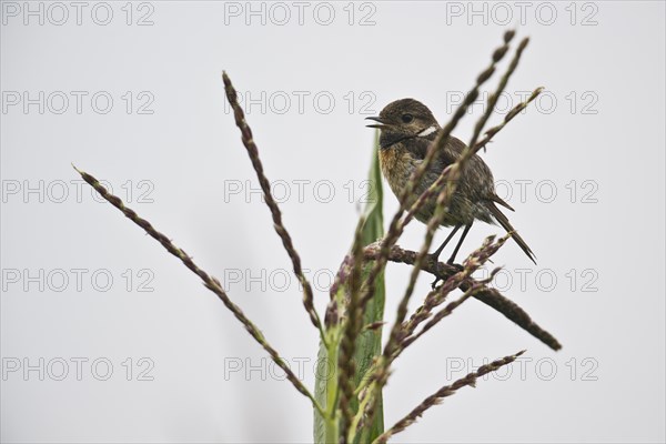 European stonechat