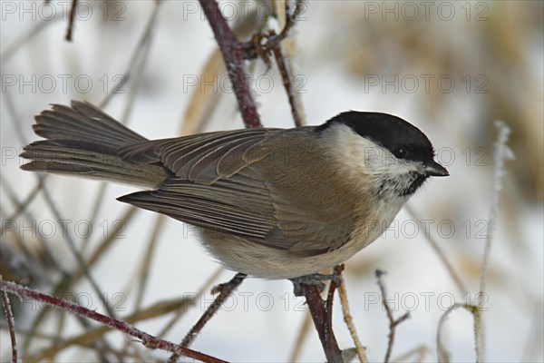 Marsh Tit