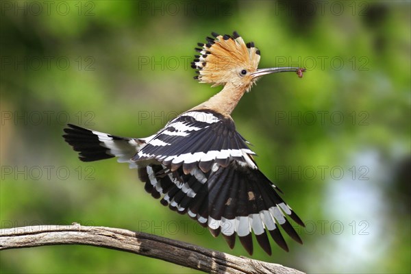 Hoopoe