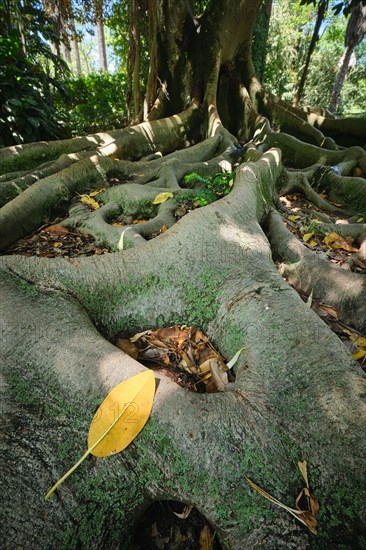 Exotic tree Australian banyan