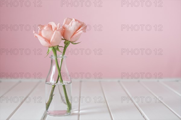 Pretty glass vase with two flowers