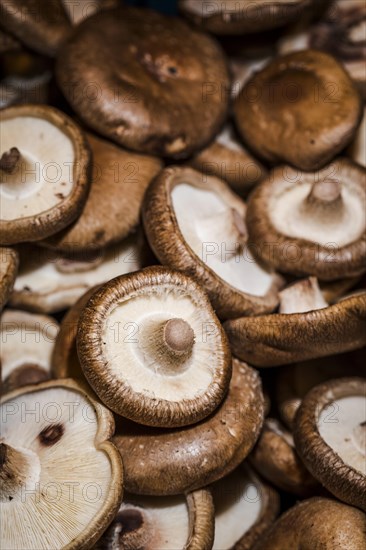 Healthy mushrooms organic harvest sales