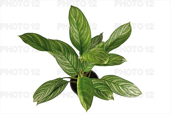 Top view of exotic 'Aglaonema Stripes' houseplant with long leaves with silver stripe pattern in flower pot isolated on white background