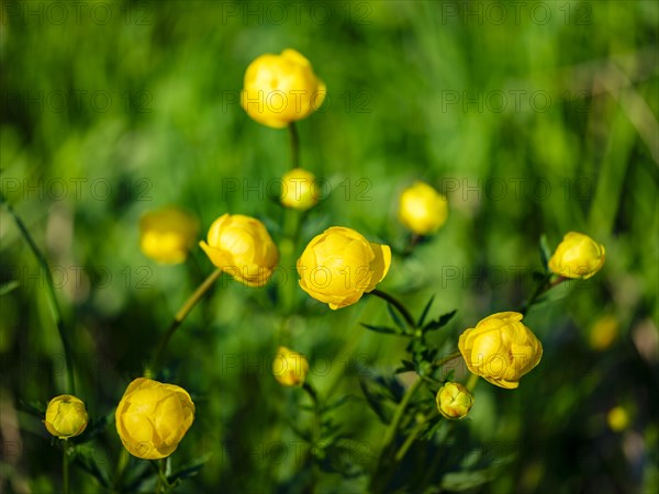 Troll flowers