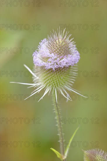 Wild teasel