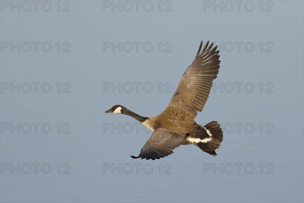 Canada Goose