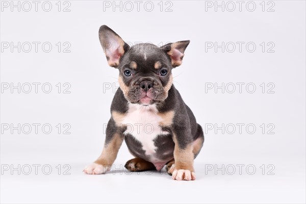 8 weeks old Blue Tan French Bulldog dog puppy