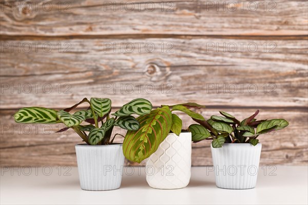 Small Maranta houseplant mix in front of wooden wall