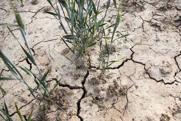 Soil of a wheat field with cracks and furrows after prolonged drought in Duesseldorf