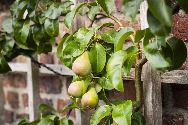 Trellis fruit on a brick wall