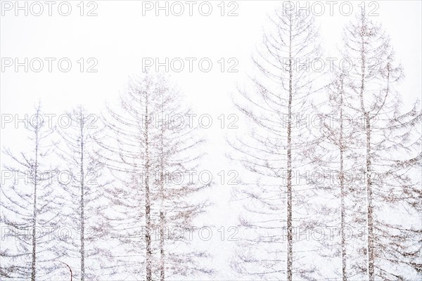 Winter forest abstract