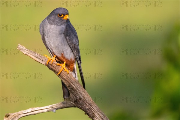 Red-footed Falcon