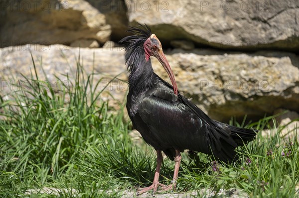 Northern bald ibis