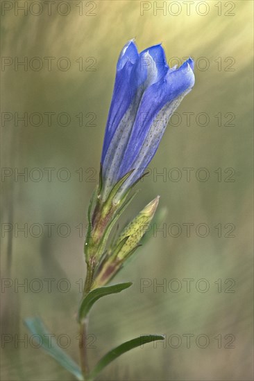 Marsh gentian