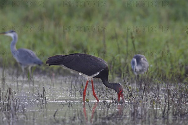 Black stork