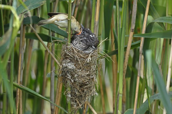 Common cuckoo