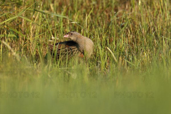 Corn crake