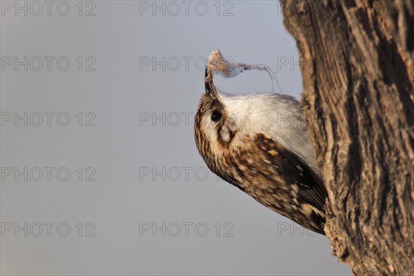 Eurasian treecreeper