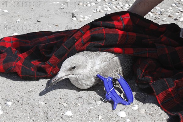 Litter from the sea