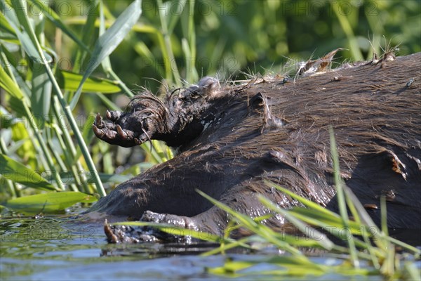 Beaver