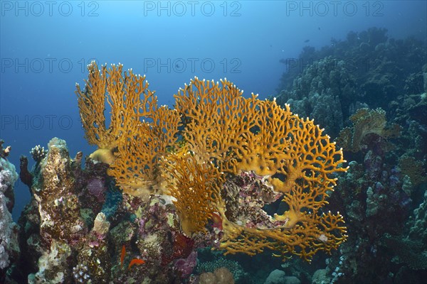 Net fire coral