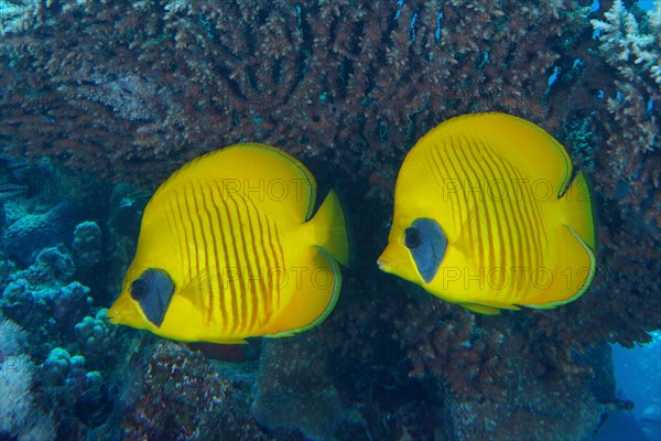 Pair of bluecheek butterflyfish