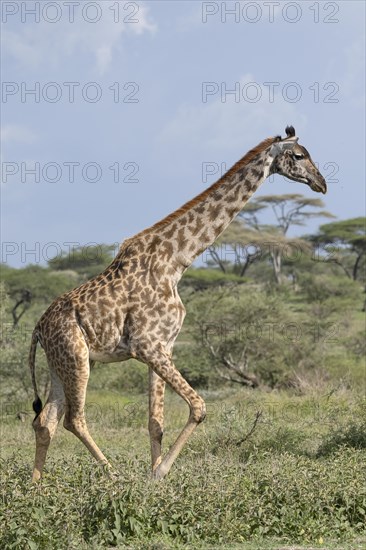 Masai giraffe