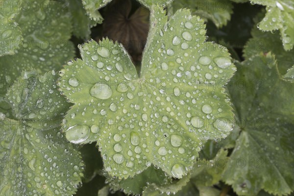 Lady's mantle