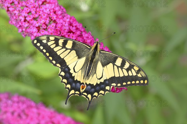 Swallowtail