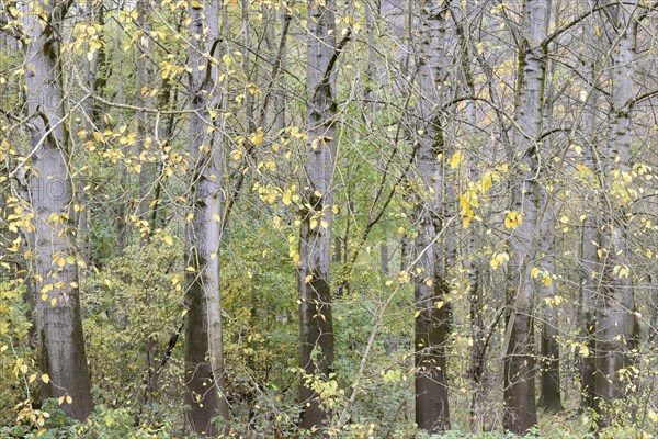 Row of trees