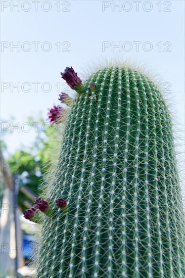 Close-up of a Neobuxbaumia Polylopha cactus with colorful flowers