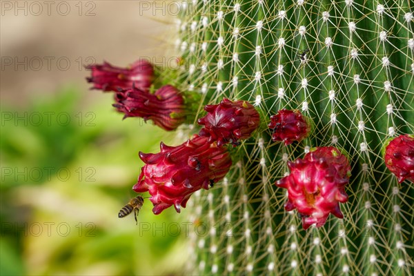 Bee in flight pollinating the flowers of a cactus Neobuxbaumia Polylopha