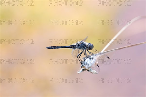 Black darter