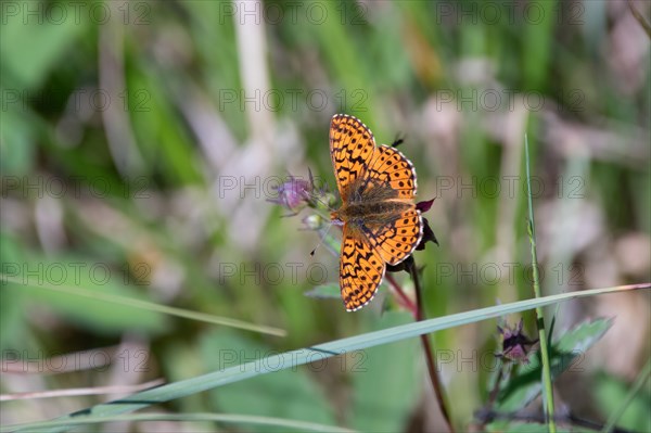 Bog moth