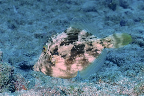 Brown filefish