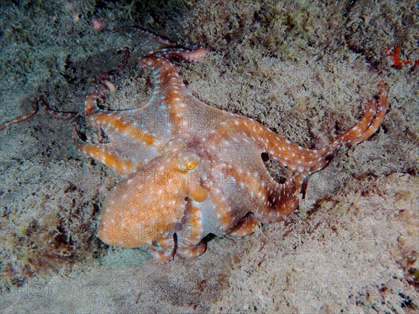 White spotted octopus