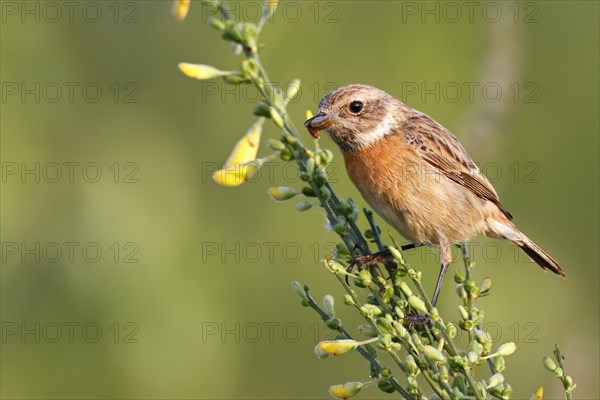 European stonechat