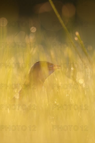 Corn crake