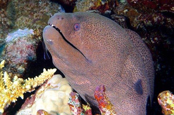 Portrait of giant moray