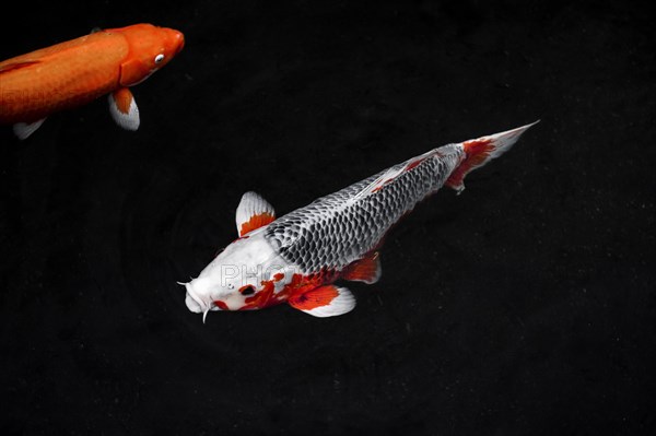 Top view colorful koi fishes