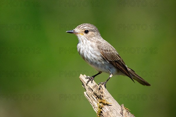 Spotted flycatcher